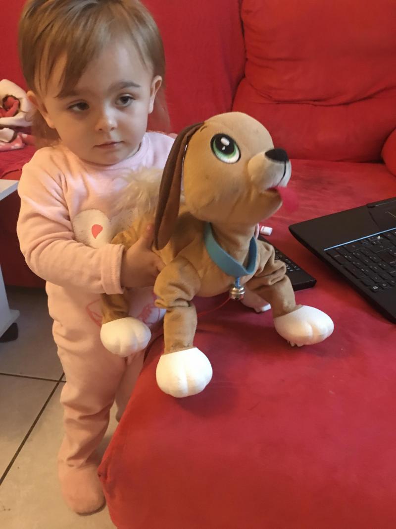chien toufou bulldog